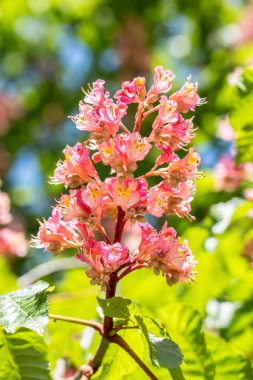 Kestane ağacının dalında çiçekler açar.