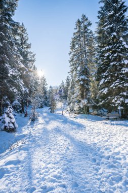 Seefeld, Avusturya 'da güzel kış manzarası