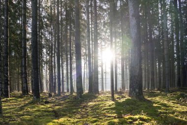 sonbahar ormanda ışık ışınları