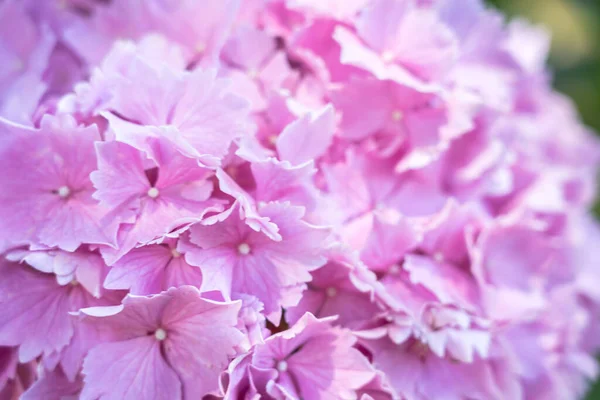 Mooie Achtergrond Van Roze Hortensia Macrophylla — Stockfoto