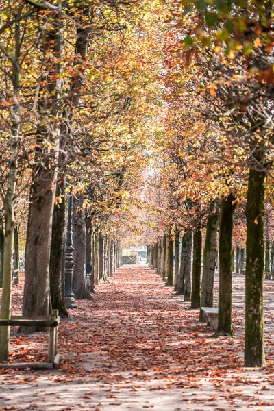 秋天在巴黎卢浮宫附近的公园里 — 图库照片