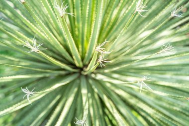 Dasylirion akrotrichum dracenaceae yaprakları