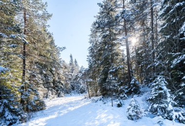 Seefeld, Avusturya 'da güzel kış manzarası