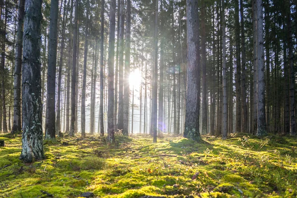 Stock image Rays of light in the autumn forest