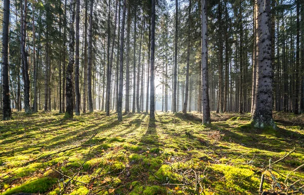 stock image Rays of light in the autumn forest