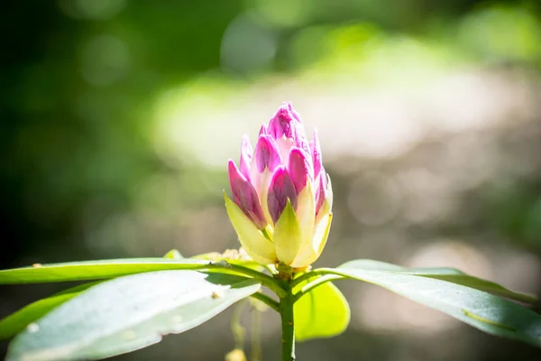 Parktaki Güzel Rhododendron Purpureum — Stok fotoğraf