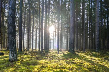 sonbahar ormanda ışık ışınları