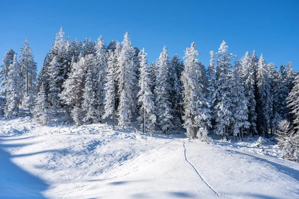 Seefeld, Avusturya 'da güzel kış manzarası