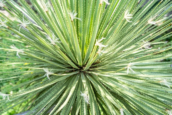 Φύλλα Του Dasylirion Acrotrichum Dracenaceae — Φωτογραφία Αρχείου