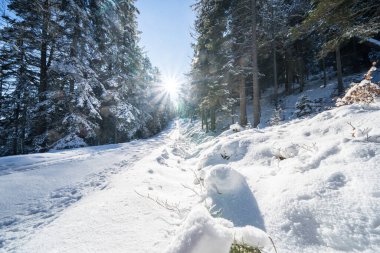 Seefeld, Avusturya 'da güzel kış manzarası