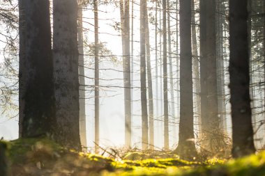 sonbahar ormanda ışık ışınları