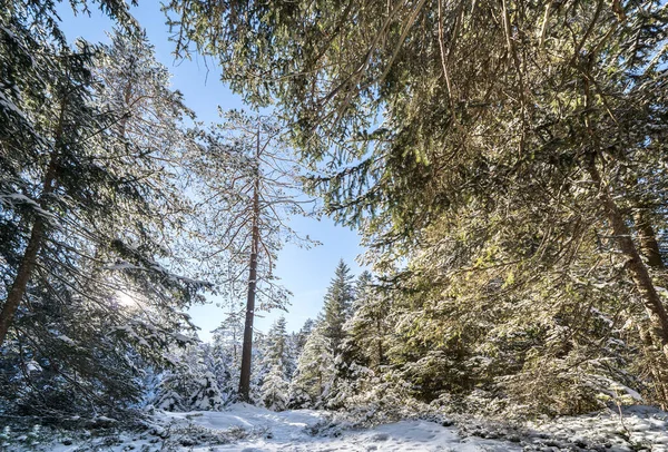 Hermoso Paisaje Invernal Seefeld Austria — Foto de Stock