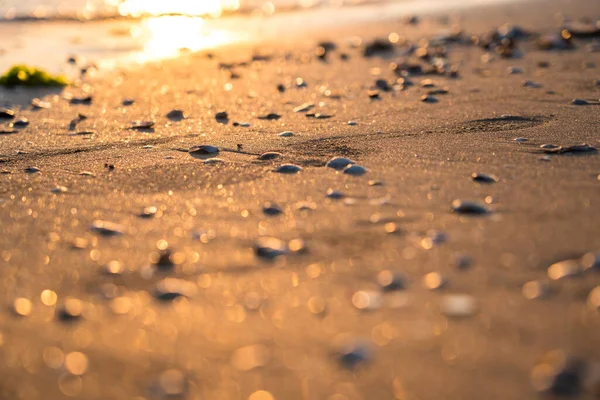 砂の上の貝殻で日没 — ストック写真