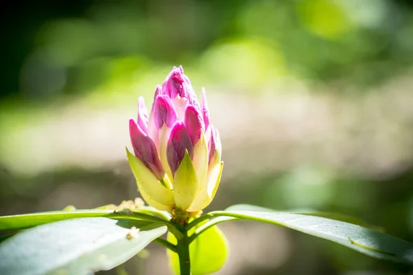 Hermoso Rhododendron Purpureum Parque —  Fotos de Stock