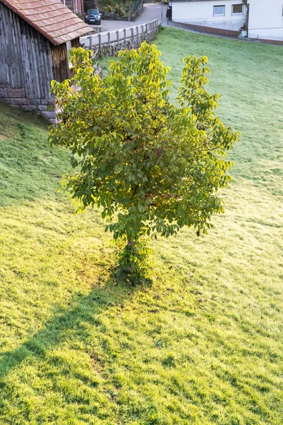 Grüner Einsamer Baum Kleinen Garten — Stockfoto