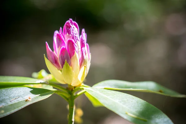 Beau Rhododendron Purpureum Dans Parc — Photo