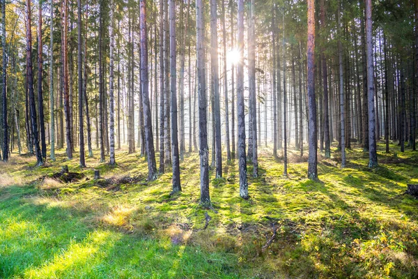 stock image Rays of light in the autumn forest