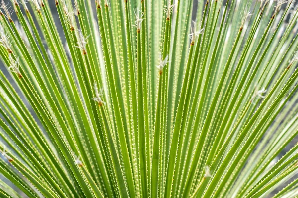 Φύλλα Του Dasylirion Acrotrichum Dracenaceae — Φωτογραφία Αρχείου