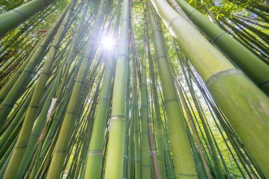 Ünlü Bambu Cevennes Anduze, Occitanie, Fransa