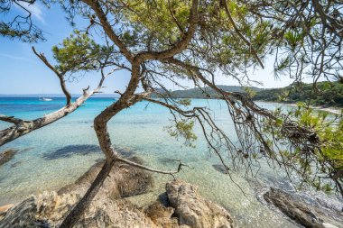 Porquerolles adasındaki dünyaca ünlü Notre Dame plajı (Plage Notre-Dame) (Lle de Porquerolles), Fransa
