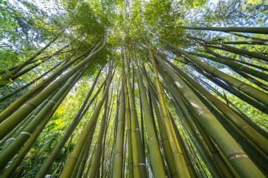 Ünlü Bambu Cevennes Anduze, Occitanie, Fransa