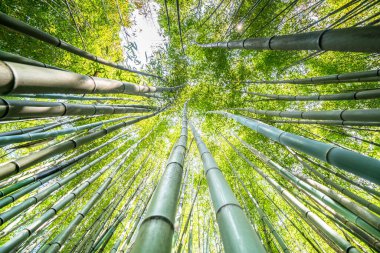 The famous Bamboo Cevennes of Anduze, Occitanie, France clipart