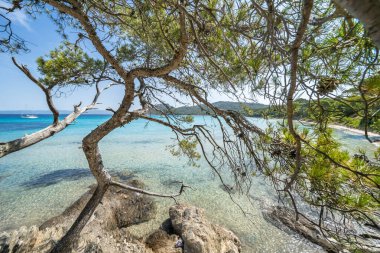 Porquerolles adasındaki dünyaca ünlü Notre Dame plajı (Plage Notre-Dame) (l 'le de Porquerolles), Fransa