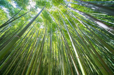 Ünlü Bambu Cevennes Anduze, Occitanie, Fransa