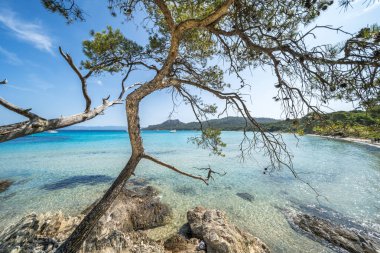 Porquerolles adasındaki dünyaca ünlü Notre Dame plajı (Plage Notre-Dame) (l 'le de Porquerolles), Fransa
