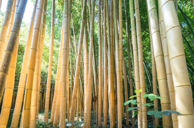 Ünlü Bambu Cevennes Anduze, Occitanie, Fransa