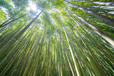 Ünlü Bambu Cevennes Anduze, Occitanie, Fransa