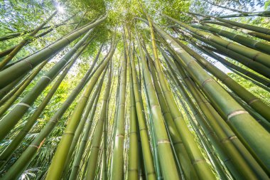 Ünlü Bambu Cevennes Anduze, Occitanie, Fransa