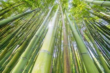 Ünlü Bambu Cevennes Anduze, Occitanie, Fransa