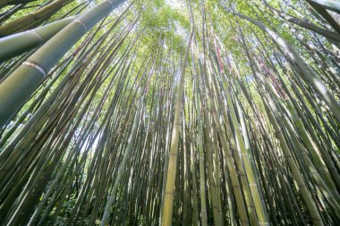 Ünlü Bambu Cevennes Anduze, Occitanie, Fransa