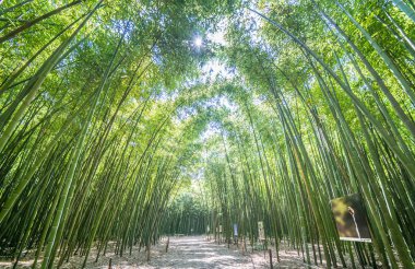 Ünlü Bambu Cevennes Anduze, Occitanie, Fransa