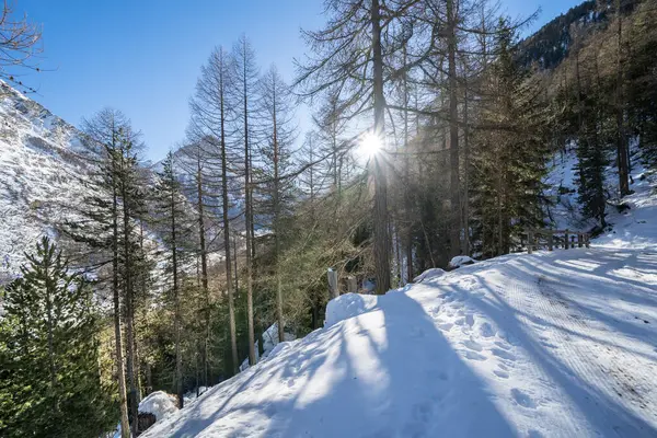 stock image Sunset in the wood between the trees strains in winter