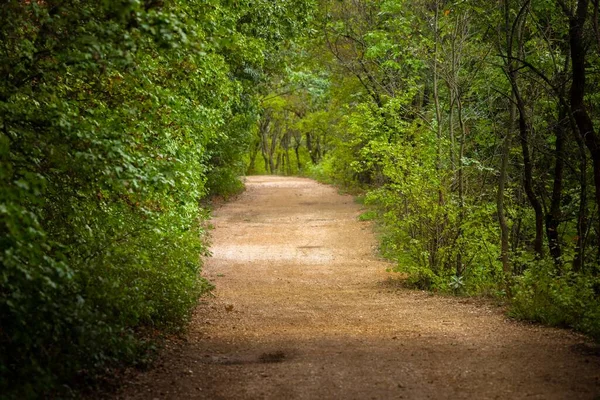 Beautiful Green Foliage Forestal Path Angle Shot — Stock Photo, Image