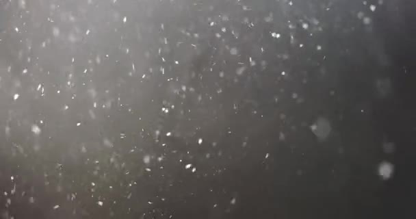 Prise Vue Vraies Particules Poussière Flottant Dans Air Noir — Video