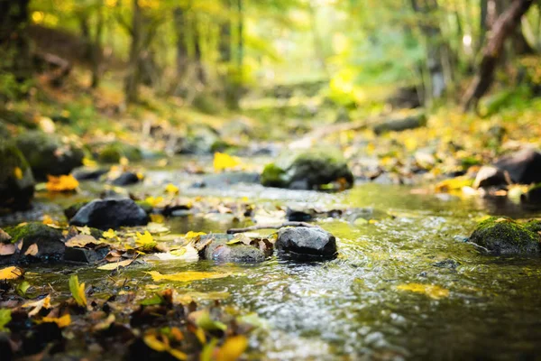 Autumnal Scene Small Creek Flowing Closeup — Stock Photo, Image