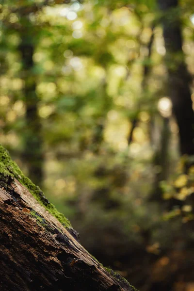 Зелений Лісовий Фон Дерев Яним Стовбуром Крупним Планом — стокове фото