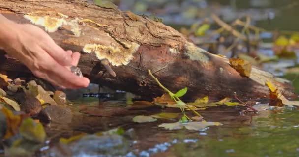 森の中で幸運のクリスタルを手を洗う閉じる — ストック動画