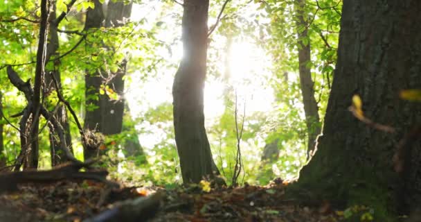 Autumnal Forest Scene Met Bladeren Deeltjes Lucht Closeup — Stockvideo