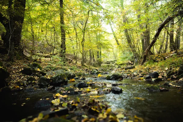 Autumnal Scene Small Creek Flowing Closeup — Stock Photo, Image
