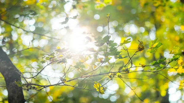 Yapraklı Güneşe Yakın Sonbahar Arkaplanı — Stok fotoğraf
