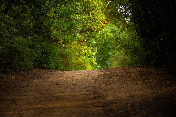 Hermoso Follaje Verde Con Ángulo Ruta Forestal Tiro — Foto de Stock