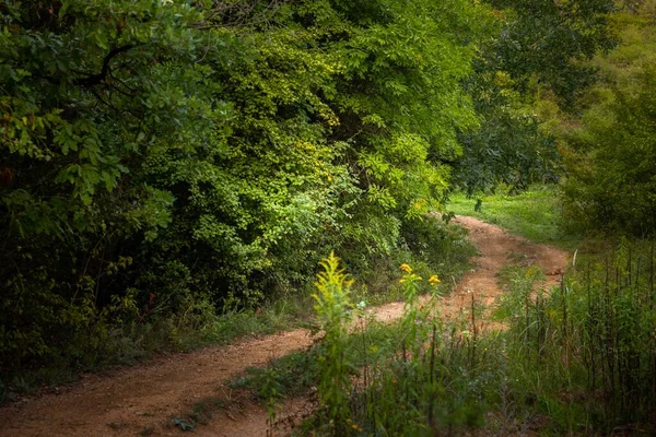 Beautiful Green Foliage Forestal Path Angle Shot — Stock Photo, Image