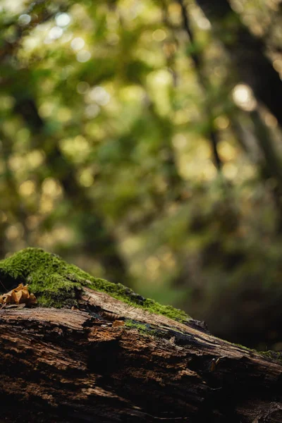 Zelené Lesní Pozadí Kmen Stromu Detailní — Stock fotografie