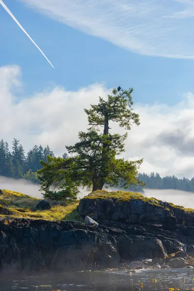 木の上に座っている鷲と島のローンツリー ロイヤリティフリーのストック画像