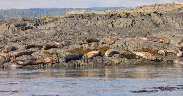 Robben Erwärmen Ihren Körper Auf Den Felsen Nahaufnahme Stockbild