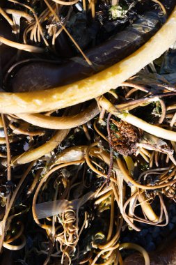 Tangled kelp strands on rocky coast closeup clipart
